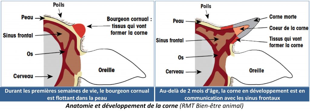 Anatomie et développement de la corne (RMT Bien-être animal)